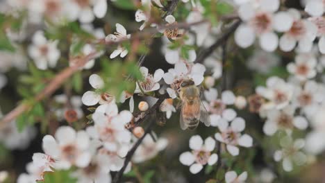 Honey-bee-hanging-from-Manuka-flower,-sucking-nectar-from-flower,-close-up