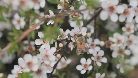 honey bee hanging from manuka flower, sucking nectar from flower, close up