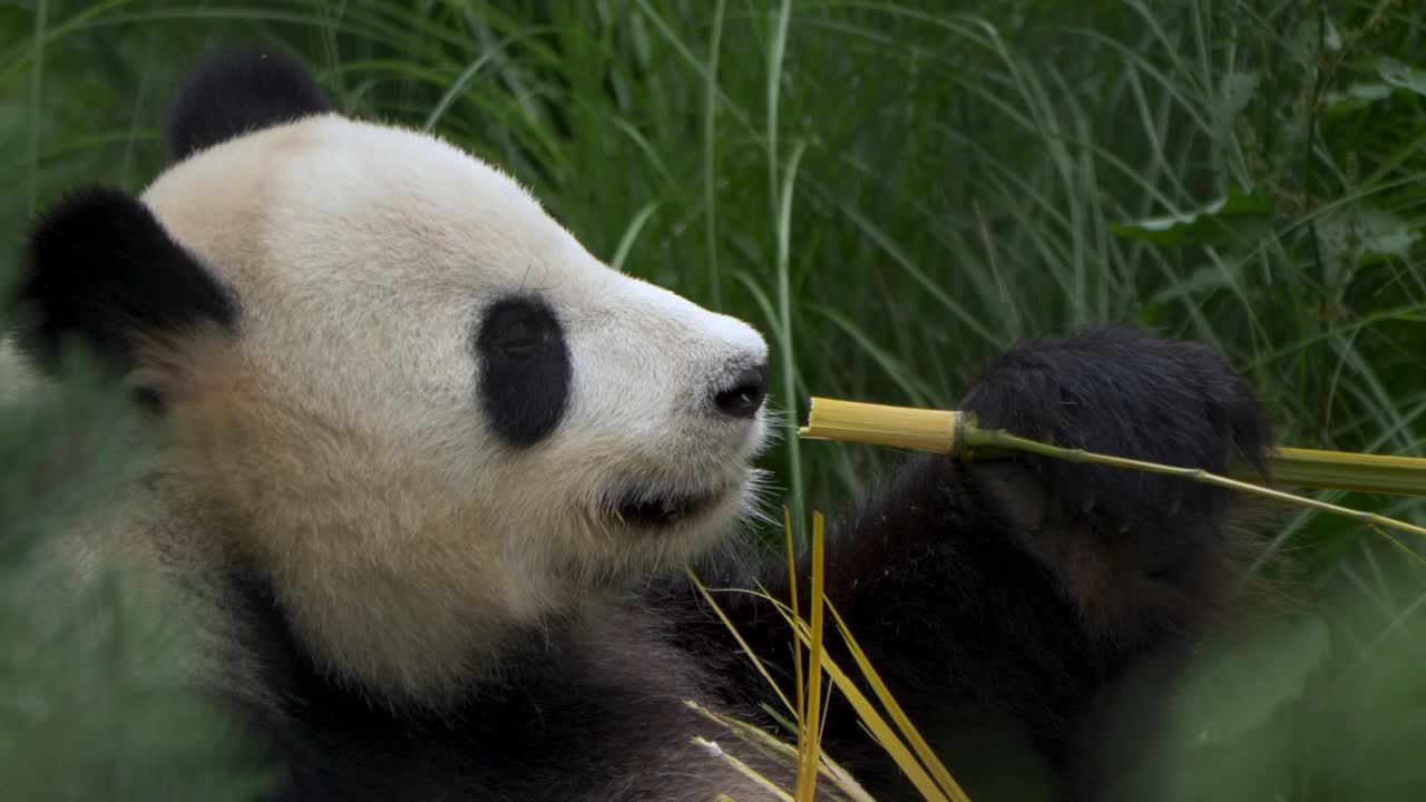 toma de retrato aislada de un panda gigante disfrutando de un delicioso bambú en cámara lenta