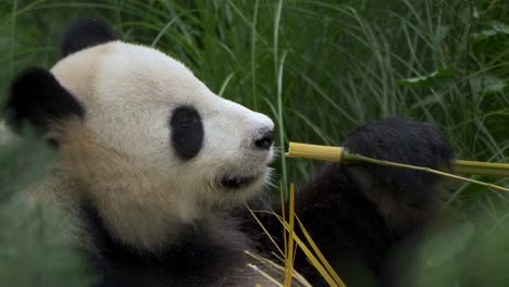 isolated portrait shot of a giant panda enjoying delicious bamboo in slow motion