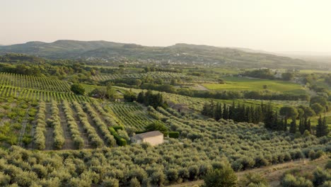 aerial of green olive trees in beautiful landscape of southern france