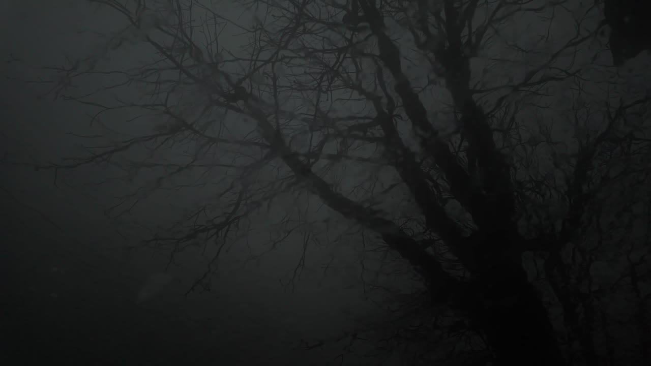horror espeluznante árbol muerto por la noche, gotas de lluvia en el parabrisas
