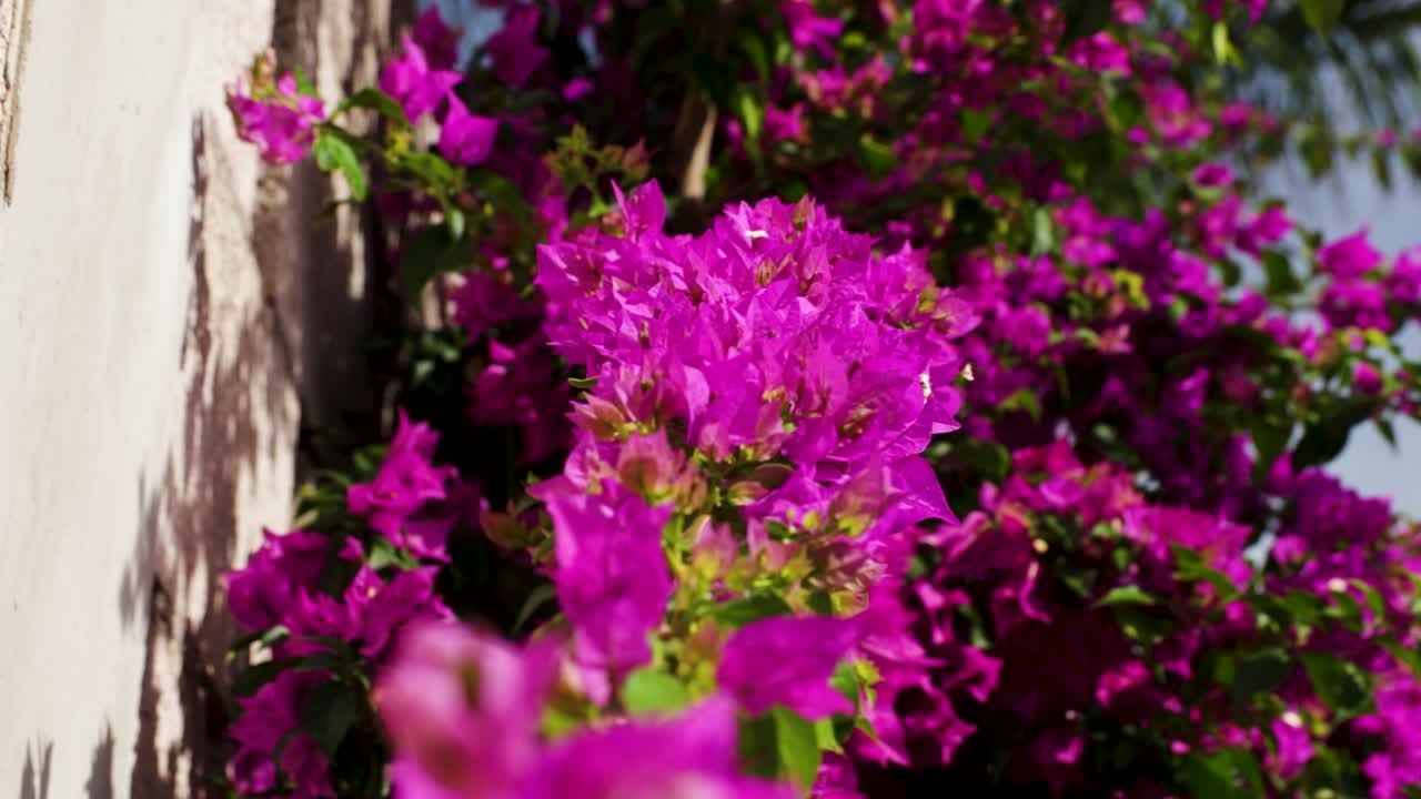 vista de las flores rosadas de buganvilla en flor en costa adeje, tenerife