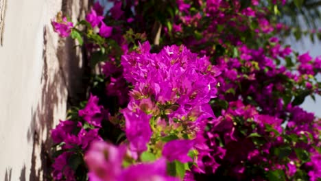 view of the blooming bougainvillea pink flowers at costa adeje, tenerife