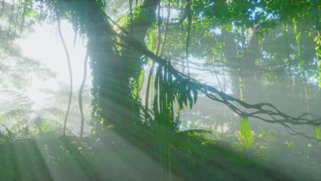 Lush-rain-forest-with-morning-fog