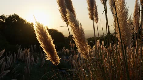 Blumen-Bei-Sonnenuntergang-Im-Gegenlicht-Mit-Tal-Unten