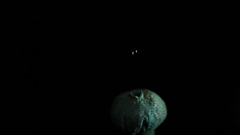 Superzeitlupen-Phantomaufnahmen-Eines-Puffball-Pilzes,-Der-Eine-Sporenwolke-Freisetzt---Lycoperdon-Perlatum