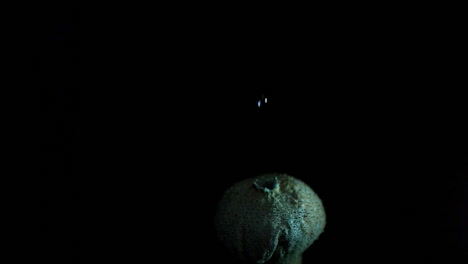 Super-Slow-Motion-Phantom-Footage-of-a-Puffball-Mushroom-Releasing-a-Cloud-of-Spores--Lycoperdon-perlatum