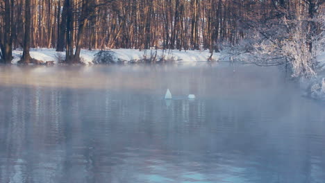 Swans-dive-in-to-forest-lake-in-winter-season.-Mist-over-lake-in-winter-park