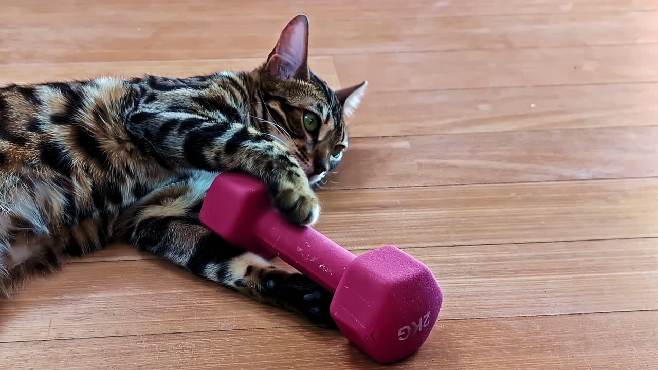 Bengal cat rests beside a pink 2 kg dumbbell on a wooden floor, appearing alert and playful