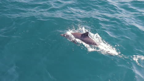 two dolphins swimming in front of boat jumping, slow motion