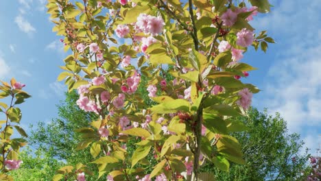 Close-up-shot-of-pink-flowers-along-the-branches-of-Prunus-serrulata-Kanzan-trees-with-blue-sky-in-the-background-on-a-sunny-day-in-England