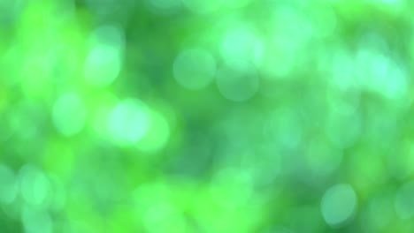 green bio background, abstract blurred foliage bright sunlight