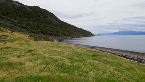 drone forward flying video of sea shore grassy