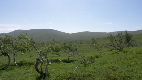 toma panorámica de árboles jóvenes de abedul enano, betula nana nativo del ártico plantado en la zona montañosa virgen en jamtland suecia, durante el verano