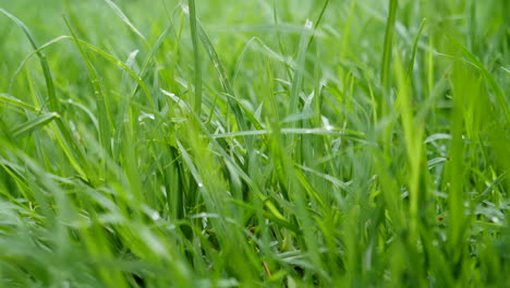 cinematic pan across lawn grass