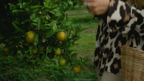 woman picking oranges from a tree