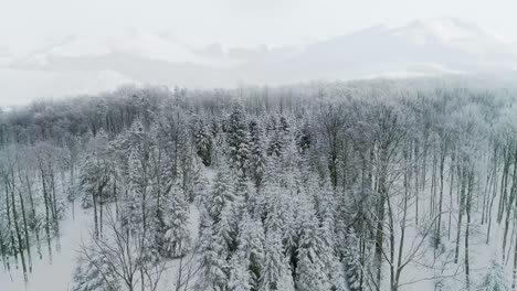 Vista-De-Drones-Del-Bosque-En-Un-Paisaje-Invernal