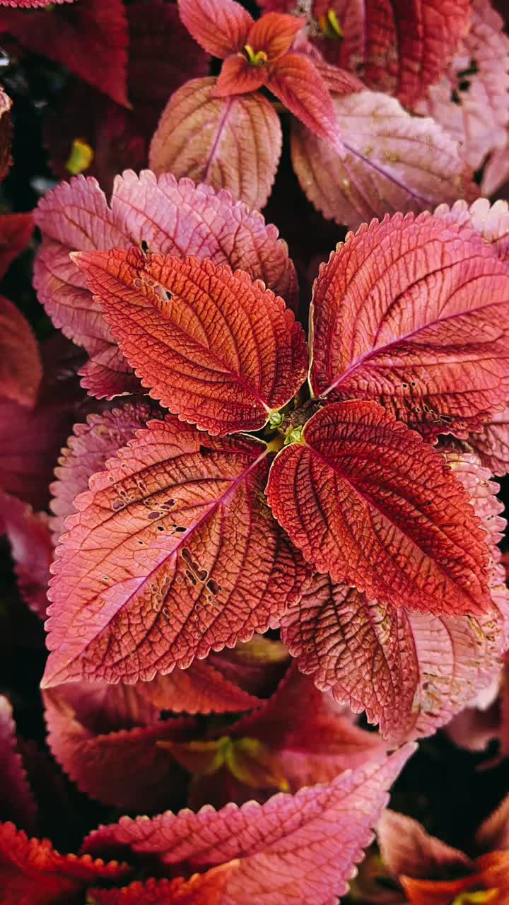 Close-up view of vibrant red and pink leaves