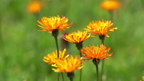 Crepis,-In-Einigen-Teilen-Der-Welt-Allgemein-Bekannt,-Ist-Eine-Gattung-Einjähriger-Und-Mehrjähriger-Blütenpflanzen-Aus-Der-Familie-Der-Asteraceae.