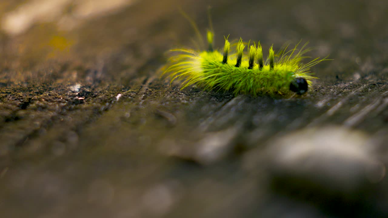 Caterpillar stops to investigate a spot