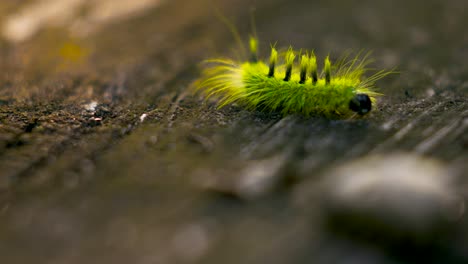 caterpillar stops to investigate a spot