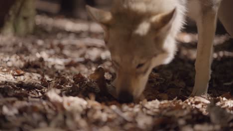 a wolfhound sniffs in the forest