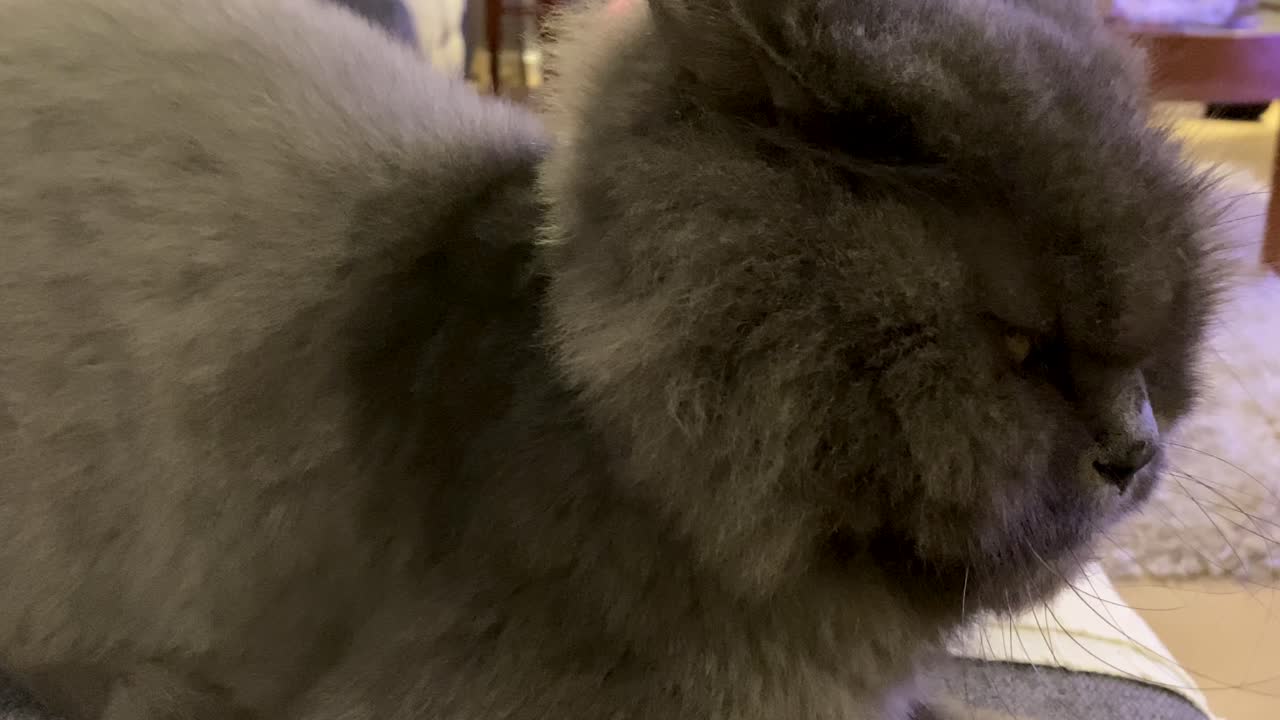 gato negro tumbado en una silla y mira a su alrededor