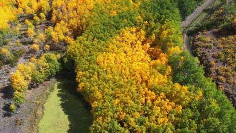 Aerial View of Aspen Trees in Autumn