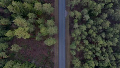 aerial top-down shot of a straight misty country road in the middle of a forest