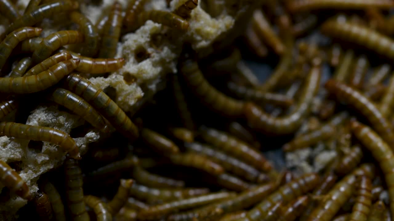 el gusano de la harina es una especie de escarabajo oscuro que se usa para alimentar mascotas como peces, serpientes, pájaros y ranas