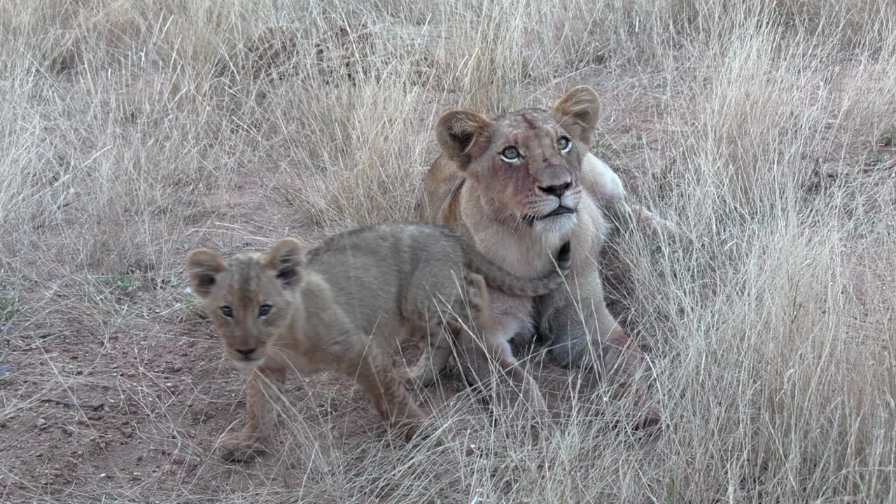 een klein leeuwenwelpje wrijft over het hoofd van een oudere broer of zus in de wildernis van afrika