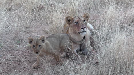 a tiny lion cub gives head rubs to an older sibling in the wild of africa