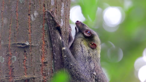 Colugo,-Conocido-También-Como-Lémur-Volador,-Aferrado-A-Un-árbol-En-Un-Pequeño-Parque-Natural-En-Singapur-En-Un-Día-Ventoso---Vista-Lateral-De-Primer-Plano