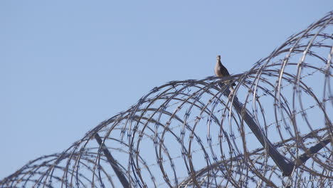 dove perched on barbed wire fence
