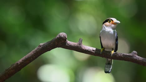 a female looking around while perched on the right with some little food in the mouth, silver-breasted broadbill, serilophus lunatus, kaeng krachan national park, thailand