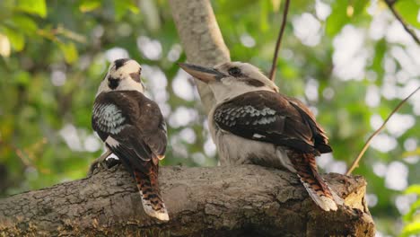 Pair-of-kookaburra-perched-on-a-big-tree-branch