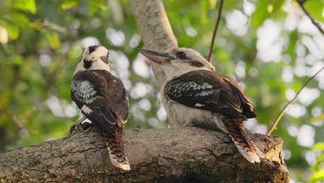 pair of kookaburra perched on a big tree branch