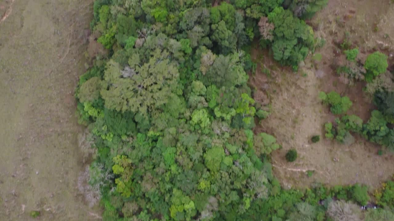 la belleza y la majestuosidad de un denso bosque ubicado en lo alto de las montañas