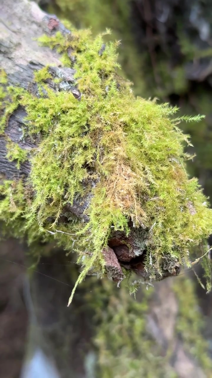 Primo Piano di Muschio Verde che Cresce su un Ramo d'Albero