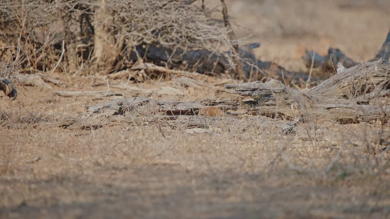 Dwarf mongoose walks through dusty low ground through dry logs