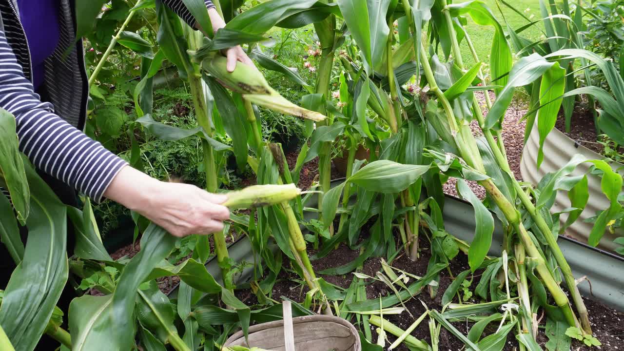 los brazos de la mujer tirando del maíz dulce de la planta y quitando las hojas exteriores