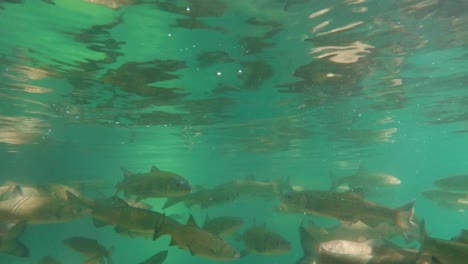 Banco-De-Peces-Nada-Cerca-De-La-Cámara-Bajo-El-Agua,-Río-En-El-Entorno-Forestal