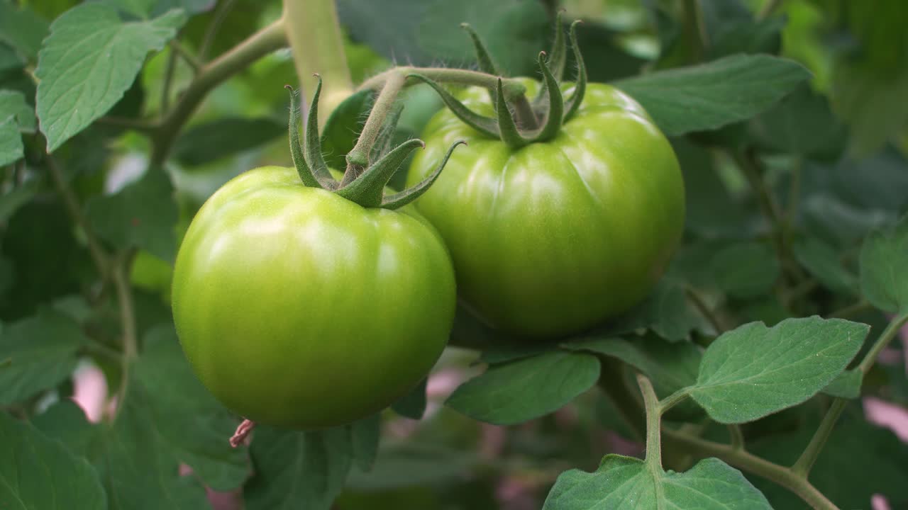 온실에서 자라는 둥근 설 익은 토마토