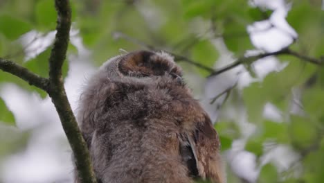 Young-Brown-Owl-Perched-On-Branch-Looking-Around