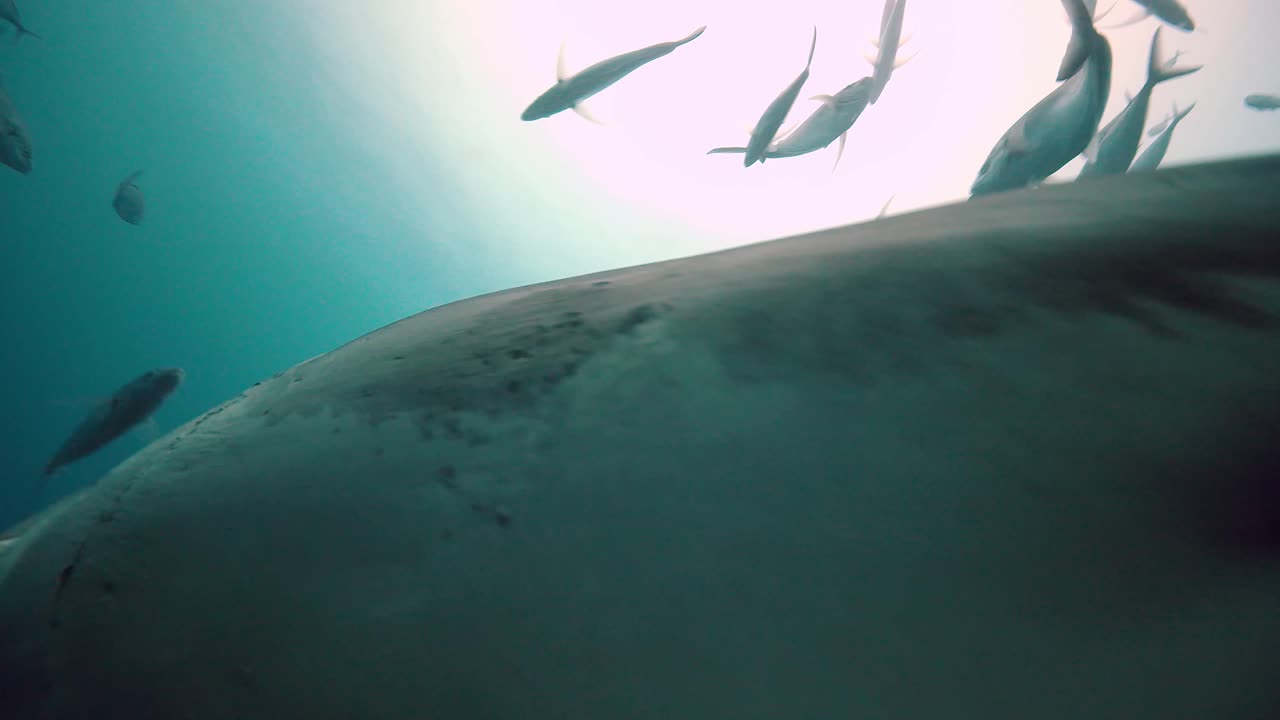 gran tiburón blanco carcharodon carcharias islas neptuno sur de australia 4k cámara lenta 50fps