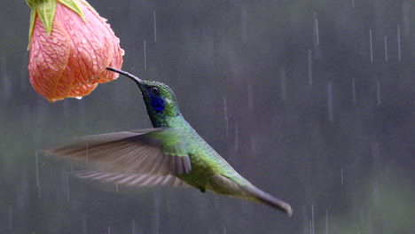 Green-Violetear-feeding-on-a-Abutilon-pictum-flower-in-heavy-rain