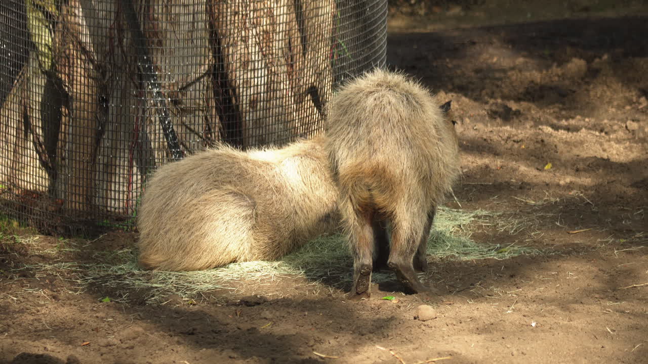 dos capíbaras en su recinto en el zoológico de san diego, california, ee.uu.