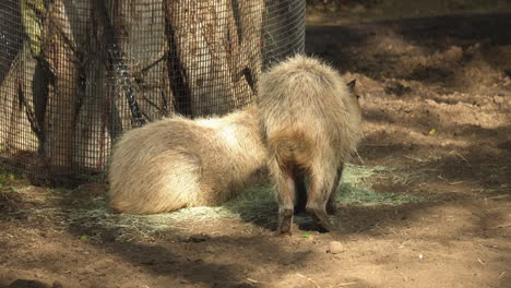 two capybaras in their enclosure at the san diego zoo, california, usa