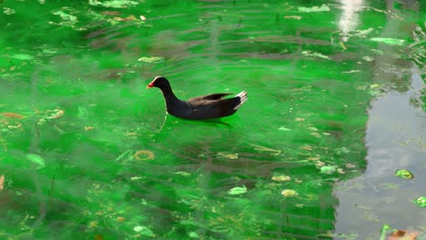 close-up-shot-of-Dusky-Moorhen,-Gallinula-tenebrosa-finding-and-feeding-food-on-grass-near-lake